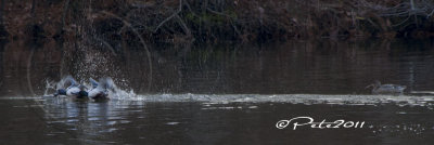 SHOVELER DUCKS PERFORMING FOR ATTENTION