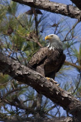 MOM EAGLE