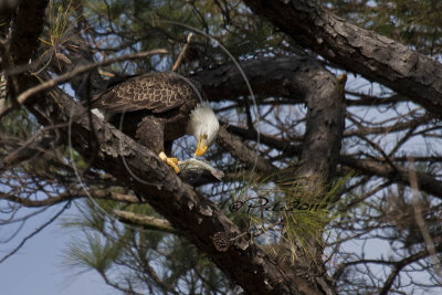 MOM EAGLE & FISH LUNCH