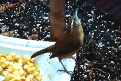 CAROLINA WREN