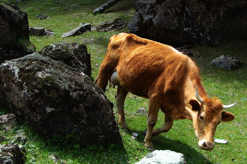 Runaway Cow