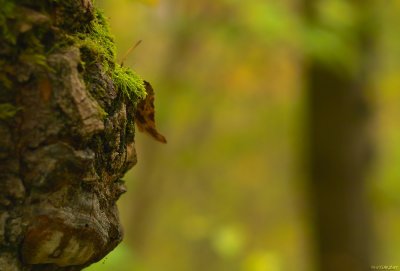 forest faces