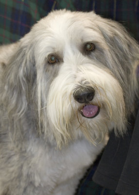 Silver Bay Kennel Club of San Diego Feb 2009