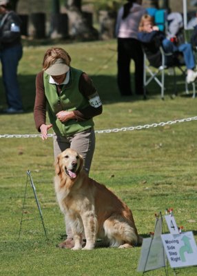 San Diego Labrado Retriever Club Feb 2008