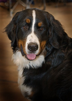 Silver Bay Kennel Club of San Diego Feb 2008