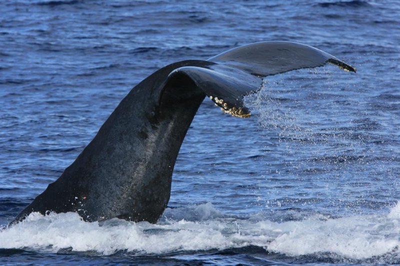 Humpback Whale