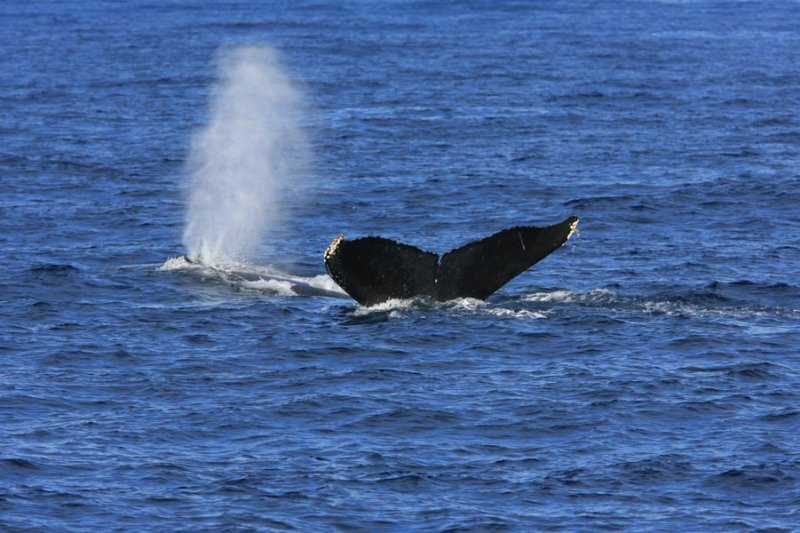 Humpback Whale