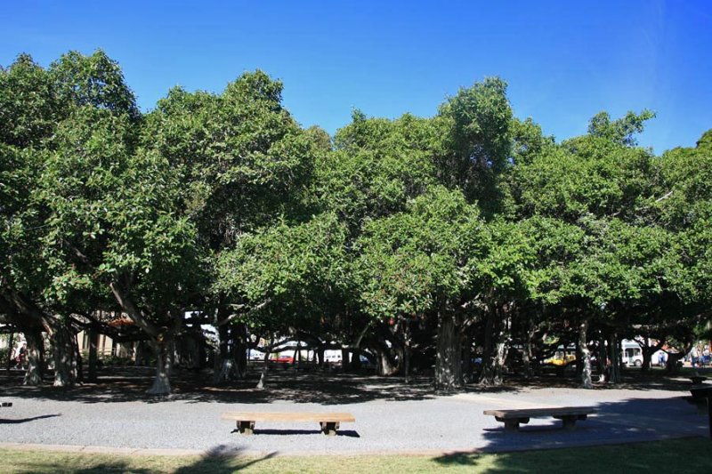 Banyan Tree