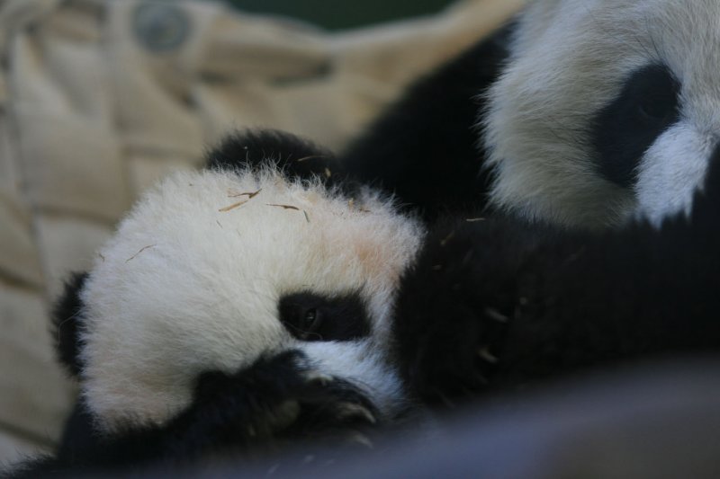 Lun Lun - 12 year old female and new cub Xi Lan