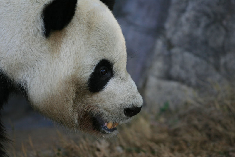 Yang Yang - 12 year old male