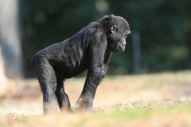 Gorilla