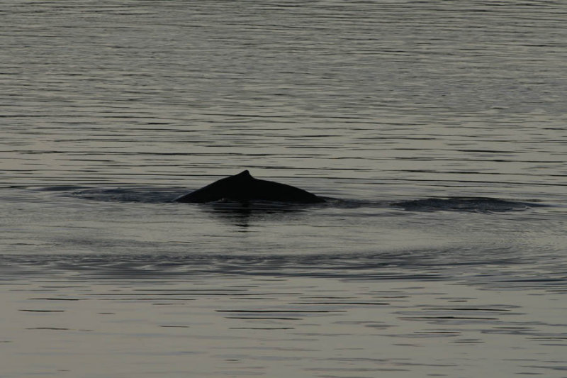 Whale watching from the deck of the Diamond Princess