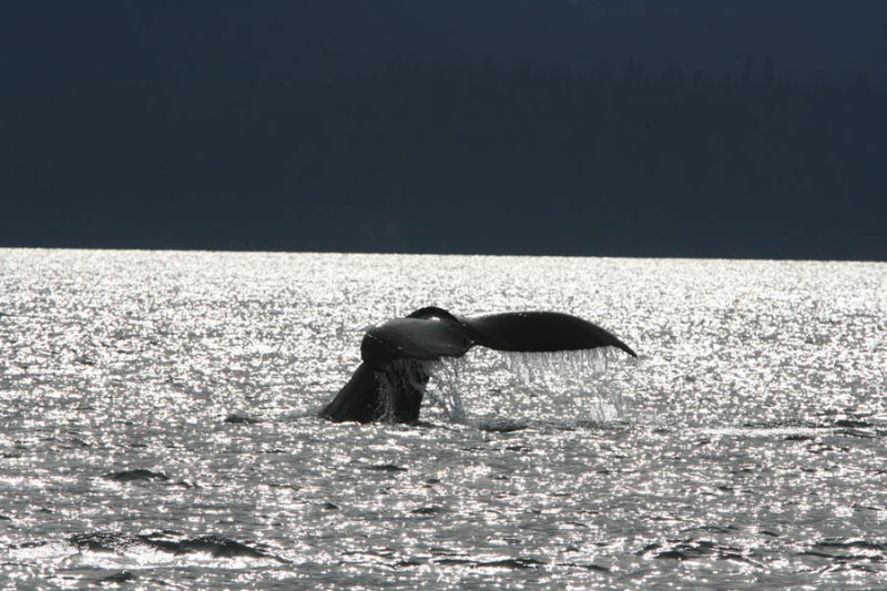 Whale watching with Orca Enterprises in Juneau, AK