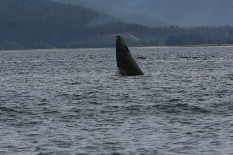 Whale watching with Orca Enterprises in Juneau, AK