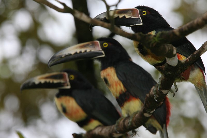 Aracaris