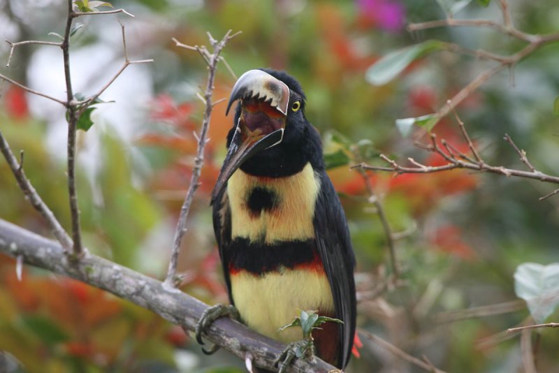 Aracari