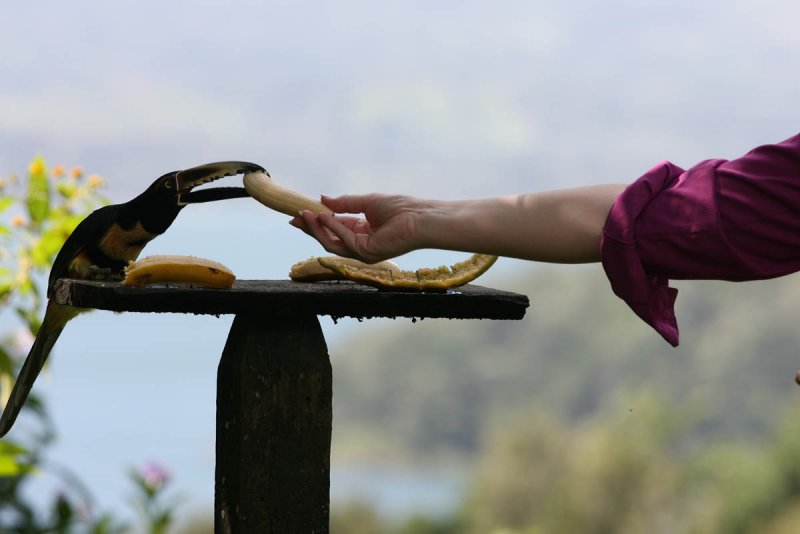 Angela feeding an Aracari bananas