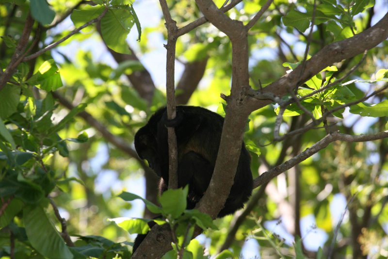 Howley Monkey