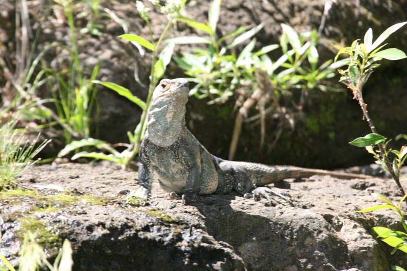 Iguana