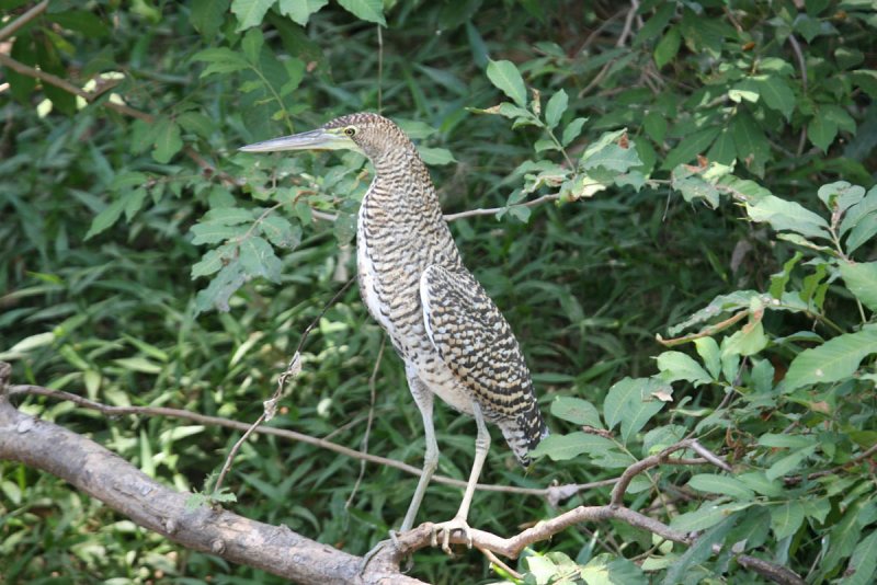 Tiger Heron