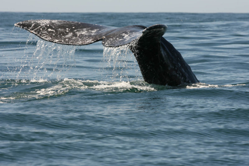 Gray Whale