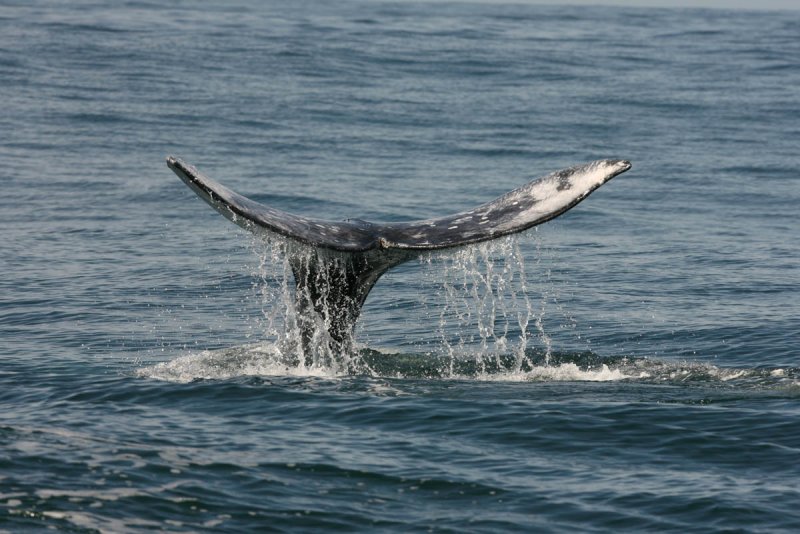 Gray Whale