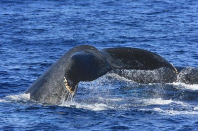 Humpback Whales