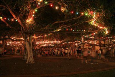 Banyan Tree lit for Christmas