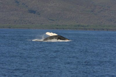 Humpback Whale Breach Sequence