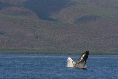 Humpback Whale Breach Sequence