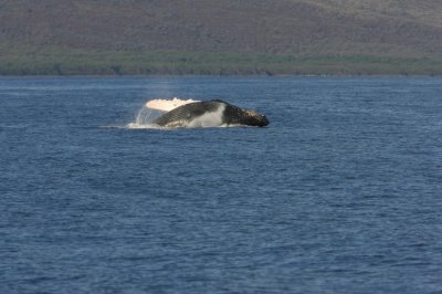 Humpback Whale Breach Sequence