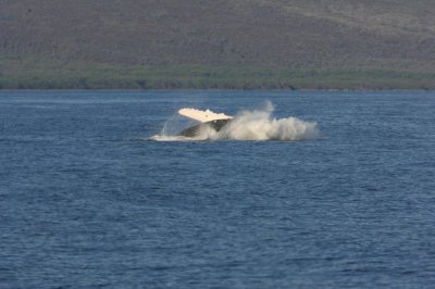 Humpback Whale Breach Sequence