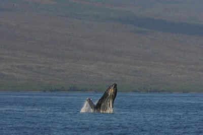 Humpback Whale Breach Sequence