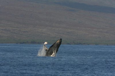 Humpback Whale Breach Sequence