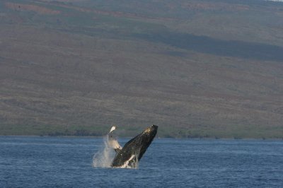 Humpback Whale Breach Sequence