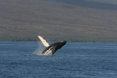 Humpback Whale Breach Sequence