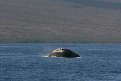 Humpback Whale Breach Sequence