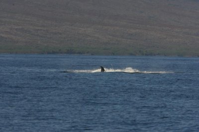 Humpback Whale Breach Sequence