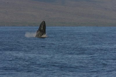 Humpback Whale Breach Sequence