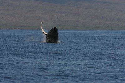 Humpback Whale Breach Sequence