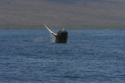 Humpback Whale Breach Sequence