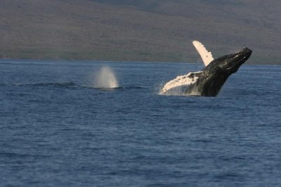 Humpback Whale Breach Sequence