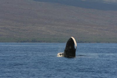 Humpback Whale Breach Sequence