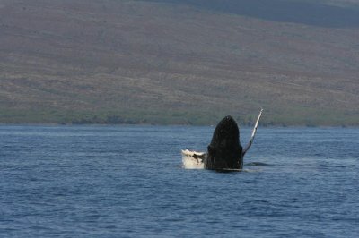 Humpback Whale Breach Sequence