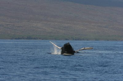 Humpback Whale Breach Sequence