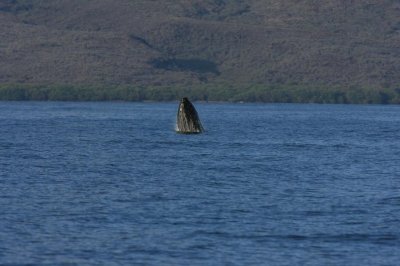 Humpback Whale Breach Sequence