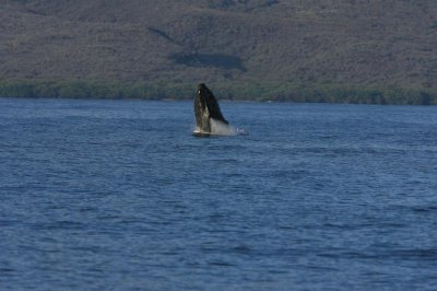 Humpback Whale Breach Sequence