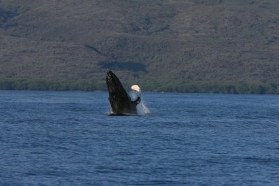 Humpback Whale Breach Sequence