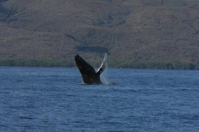 Humpback Whale Breach Sequence