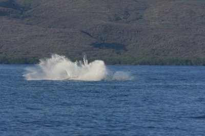 Humpback Whale Breach Sequence